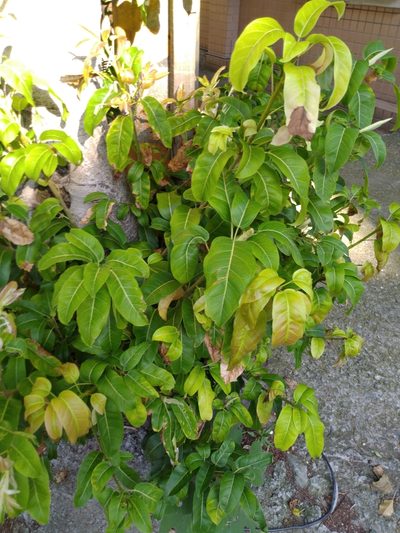 Ficus caulocarpa, photographed by chiuluan