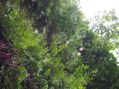 Lilium speciosum, photographed by 葉子
