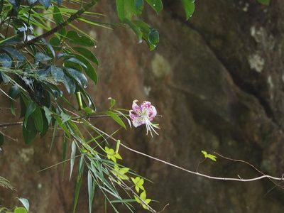 Lilium speciosum, photographed by 葉子