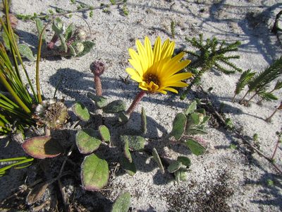 Arctotis angustifolia, photographed by douglaseustonbrown