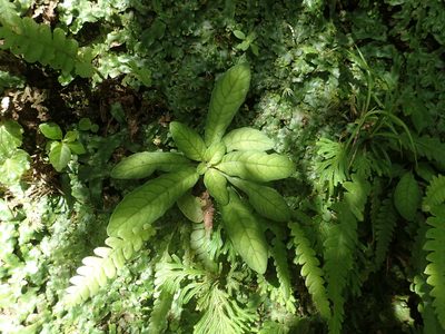Staurogyne concinnula, photographed by 葉子