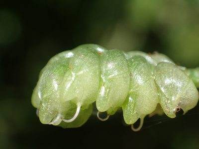 Murdannia bracteata, photographed by 葉子