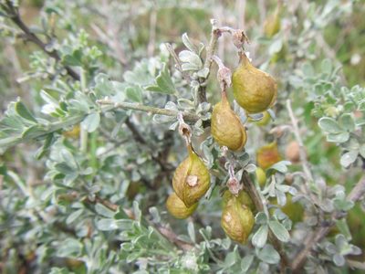 Rafnia cuneifolia, photographed by douglaseustonbrown