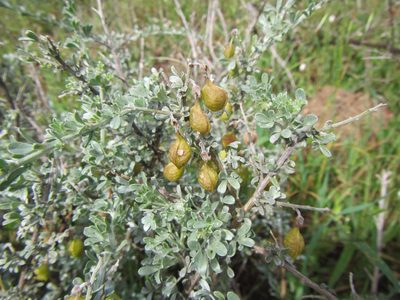 Rafnia cuneifolia, photographed by douglaseustonbrown