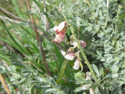 Rafnia cuneifolia, photographed by douglaseustonbrown