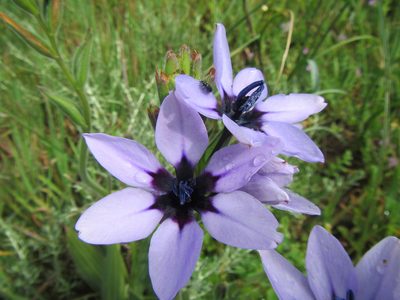 Babiana melanops, photographed by douglaseustonbrown