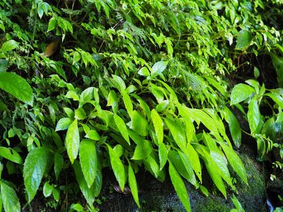 Titanotrichum oldhamii, photographed by 葉子