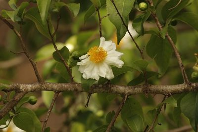 Oncoba spinosa, photographed by Karen Eichholz