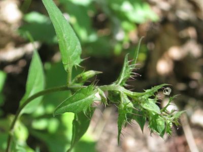 Melampyrum roseum, photographed by Repina Tatyana