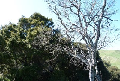 Sophora tetraptera, photographed by Colin Meurk