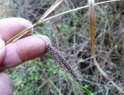 Carex solandri, photographed by Colin Meurk