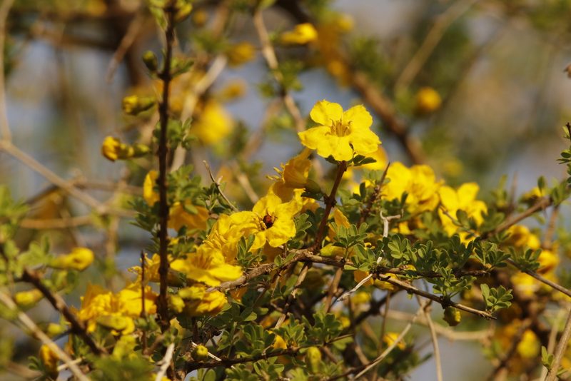 Rhigozum zambesiacum, photographed by Karen Eichholz