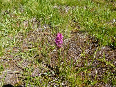 Castilleja lemmonii, photographed by Shawn O'Donnell