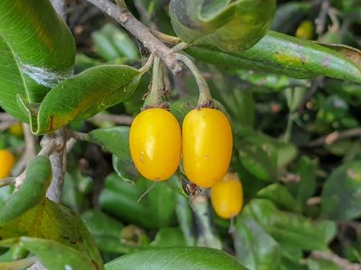 Manilkara hexandra, photographed by Aravinth
