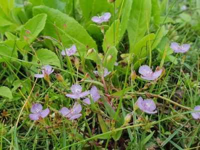 Murdannia striatipetala, photographed by Aravinth