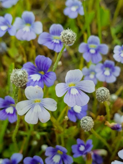 Dopatrium nudicaule, photographed by Aravinth