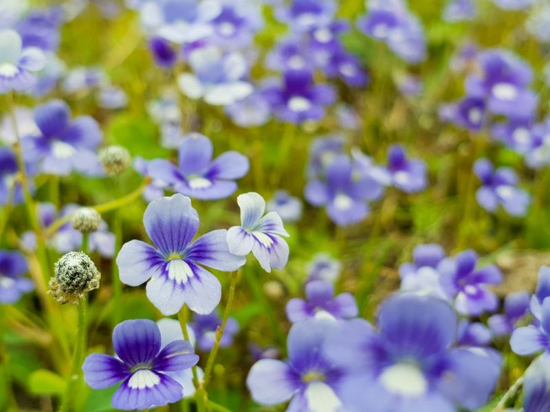 Dopatrium nudicaule, photographed by Aravinth
