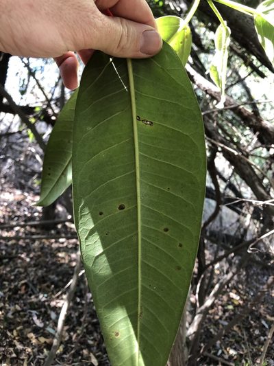 Ficus henneana, photographed by Greg Tasney
