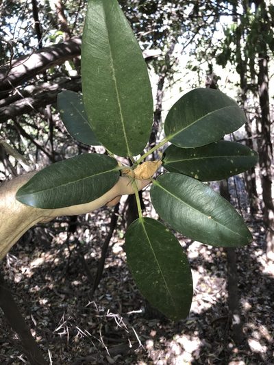Ficus henneana, photographed by Greg Tasney