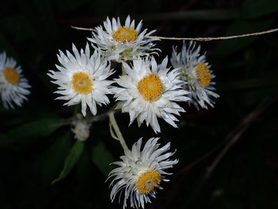 Coronidium elatum, photographed by Thomas Mesaglio
