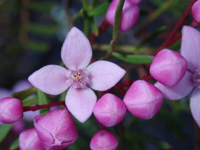 Boronia pinnata, photographed by Thomas Mesaglio
