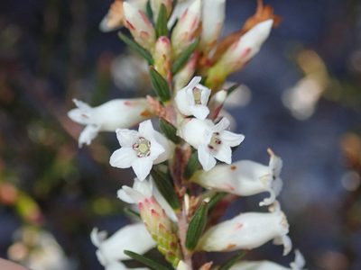 Epacris obtusifolia, photographed by Thomas Mesaglio
