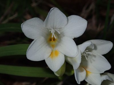 Freesia leichtlinii, photographed by Thomas Mesaglio