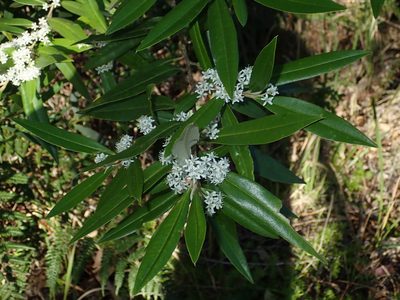 Nematolepis squamea, photographed by Thomas Mesaglio