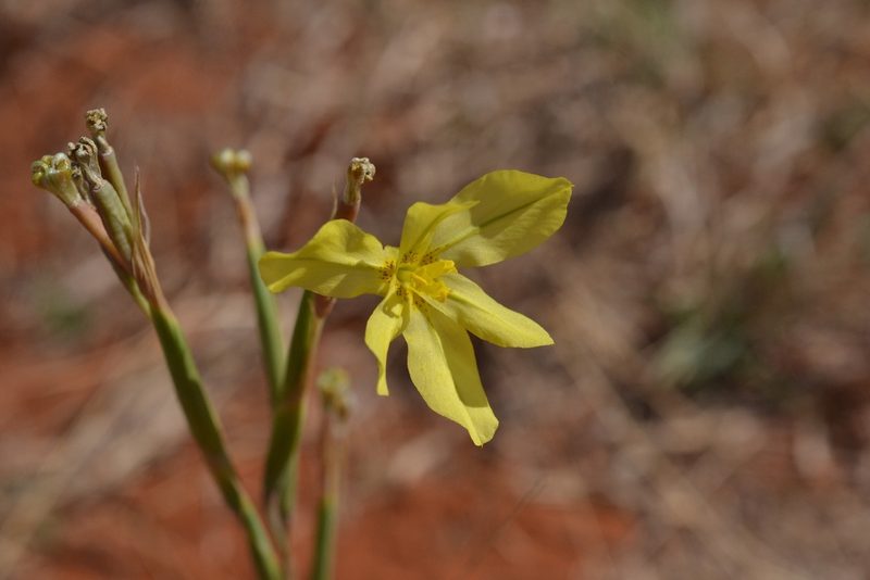 Moraea pallida, photographed by Sam McCarren
