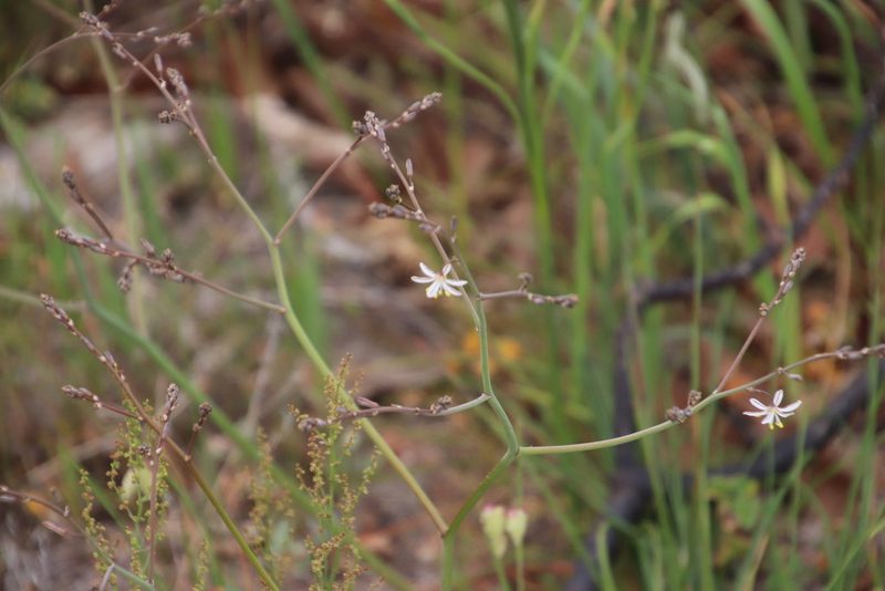 Trachyandra revoluta, photographed by Tony Rebelo