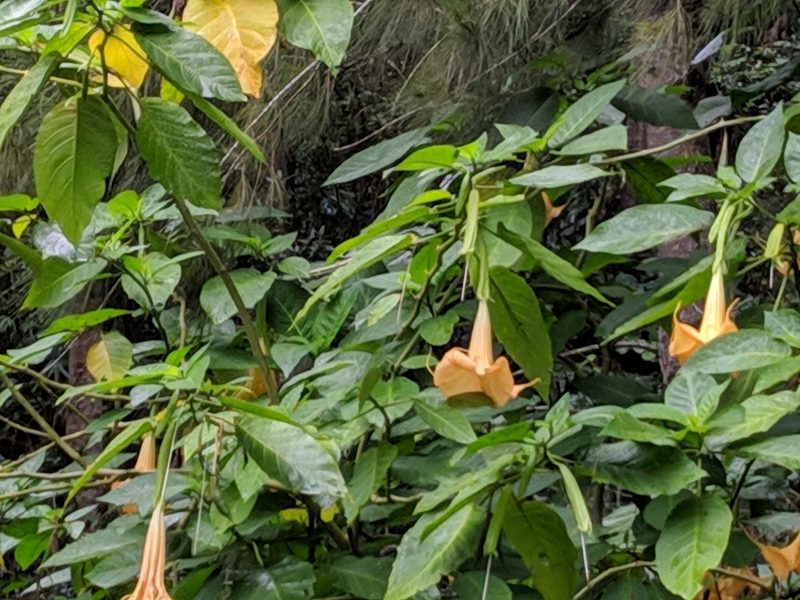 Brugmansia aurea, photographed by Pieter Huybrechts