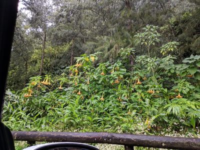 Brugmansia aurea, photographed by Pieter Huybrechts