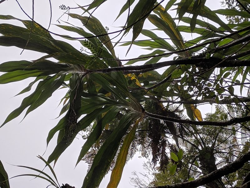 Cordyline mauritiana, photographed by Pieter Huybrechts
