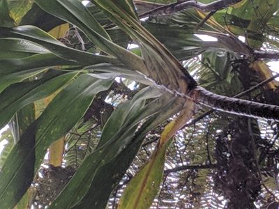 Cordyline mauritiana, photographed by Pieter Huybrechts