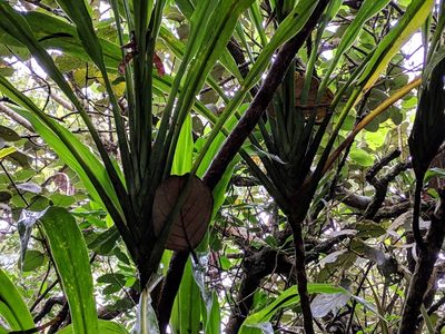 Cordyline mauritiana, photographed by Pieter Huybrechts