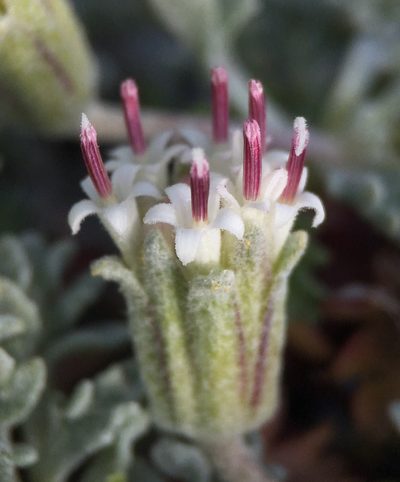 Chaenactis alpigena, photographed by Matt Berger