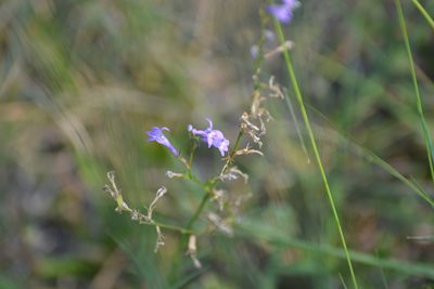 Lobelia urens, photographed by Eric Verna