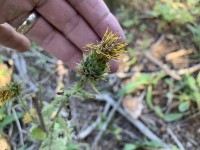 Cirsium parryi, photographed by CK2AZ