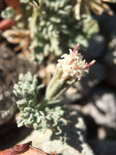 Chaenactis alpigena, photographed by Matt Berger