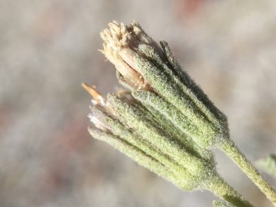 Chaenactis alpigena, photographed by Matt Berger