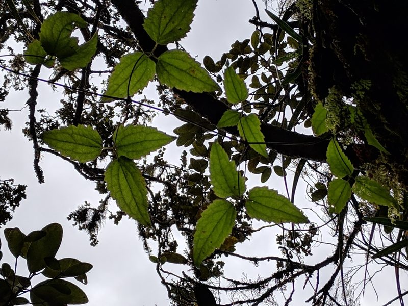 Clematis mauritiana, photographed by Pieter Huybrechts