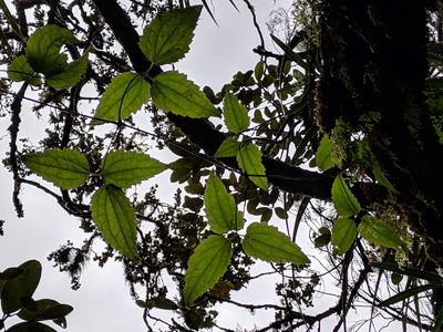 Clematis mauritiana, photographed by Pieter Huybrechts
