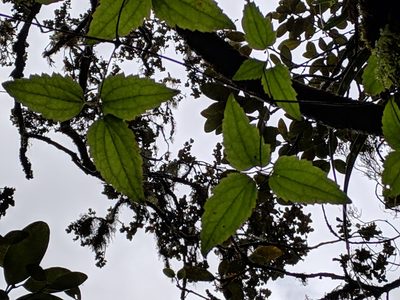 Clematis mauritiana, photographed by Pieter Huybrechts