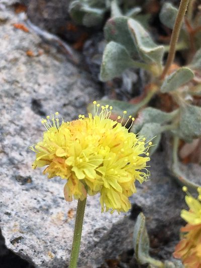 Eriogonum rosense, photographed by Matt Berger