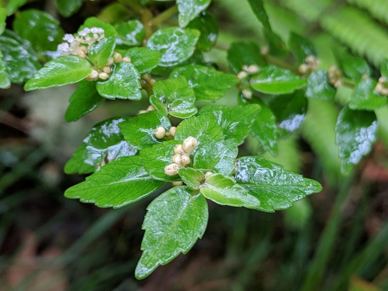 Pilea urticifolia, photographed by Pieter Huybrechts