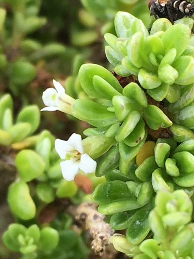 Lycium tetrandrum, photographed by Caroline Voget