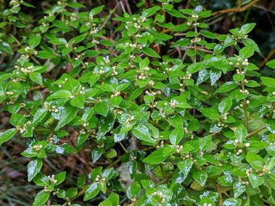 Pilea urticifolia, photographed by Pieter Huybrechts