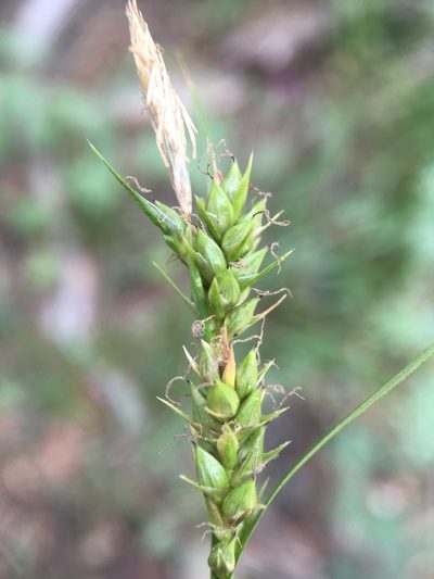 Carex whitneyi, photographed by Matt Berger