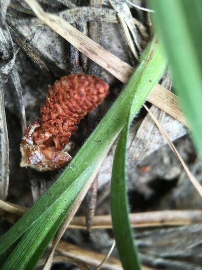Carex whitneyi, photographed by Matt Berger