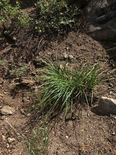 Carex whitneyi, photographed by Matt Berger